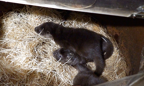 Im Otter-Zentrum Hankensbüttel wurden im November drei Fischotter geboren. Nun machen Yuri, Pavel und Mascha seit kurzem ihre ersten Schritte.