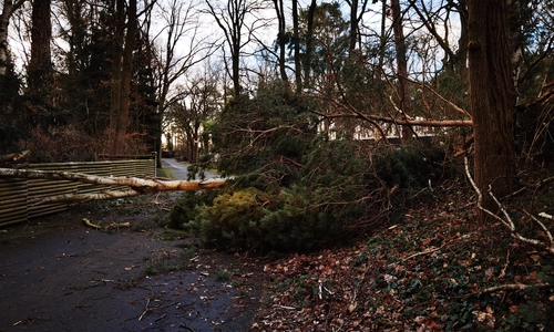  Zahlreiche Bäume die durch den Sturm in Mitleidenschaft gezogen waren blockierten Straßen.