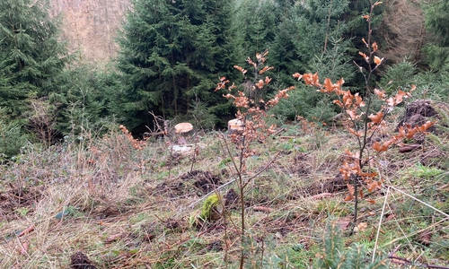 Neben gezielter Pflanzmaßnahmen nutzt die Stadtforst die natürliche  Verjüngung zur Wiederbewaldung.