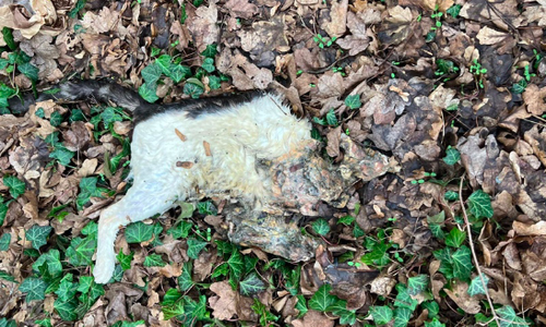 Der Körper der Katze wurde sauber vom Kopfe getrennt. Andere Verletzungen wies das Tier nicht auf.