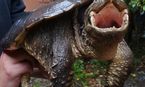 Auch eine sieben Kilo schwere Schnappschildkröte galt es zu betreuen.