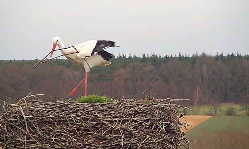 Auch in diesem Jahr ist Storch Fridolin in Leiferde zu bewundern. 