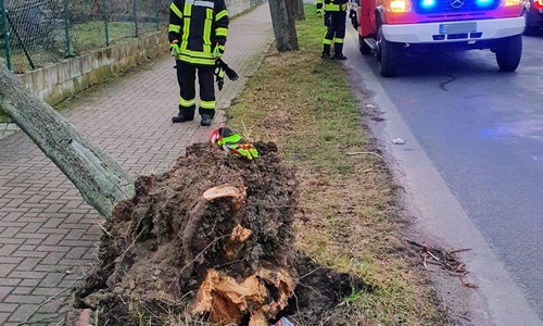 Ein Straßenbaum wurde in der Lindenstraße in Brechtorf vom Sturme aus dem Boden gerissen.