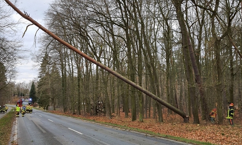 Mehrere Bäume drohten bei Grafhorst auf die B244 zu kippen.