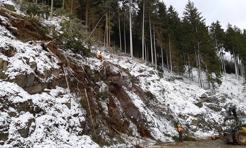 Das Niedersächsische Forstamt Clausthal entfernt aus Verkehrssicherungsgründen Bäume am Steilhang an der B498. 