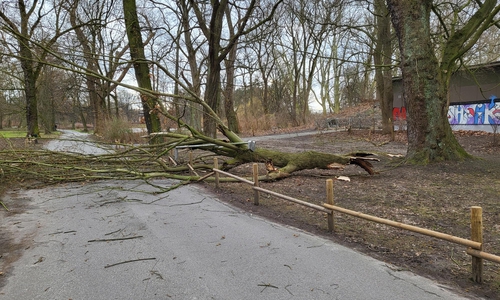 An vielen Orten im Wolfenbütteler Stadtgebiet waren Bäume umgeknickt.