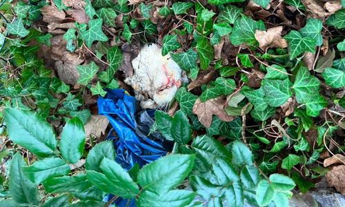 Der Kopf der Katze wurde nur wenige Meter neben dem Körper in einer Brötchentüte gefunden.