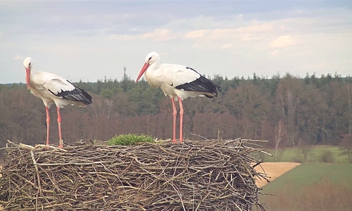 Das Storchenpaar Mai und Fridolin ist wieder vereint und hat ihr Nest bezogen.