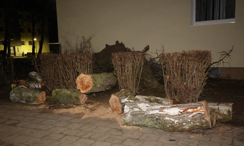 Ein Baum ist auf einen Wagen in der Albert Schweitzer Straße in Lebenstedt gekracht. 