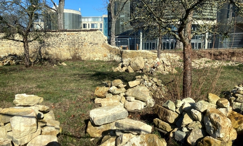 Die Arbeiten an der Klostermauer gehen voran. 