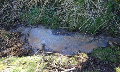 Fauliger Geruch und der schnell wachsende Abwasserpilz sind für die Experten der unteren Wasserbehörde des Landkreises klares Indiz für eine Verunreinigung der Gewässer. 