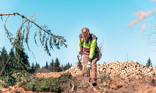 Forstwirt-Auszubildende aus dem Forstamt Wolfenbüttel helfen bei der Wiederbewaldung im Harz. Unweit der  B4 pflanzten sie Erlen auf ehemaliger Fichtenfläche am sogenannten Sonnenstübchen nahe dem Marienteich.