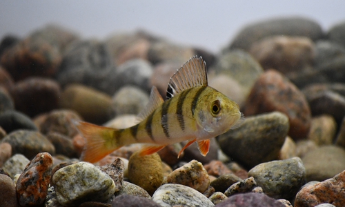Porträt Flussbarsch (Perca fluviatilis).