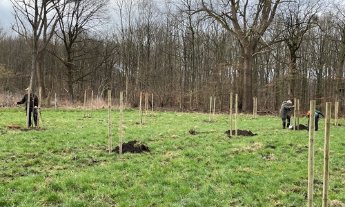  Auf einer Grünlandfläche der Forstgenossenschaft Dungelbeck wurden 21 verschiedene Obstbäume gepflanzt. 