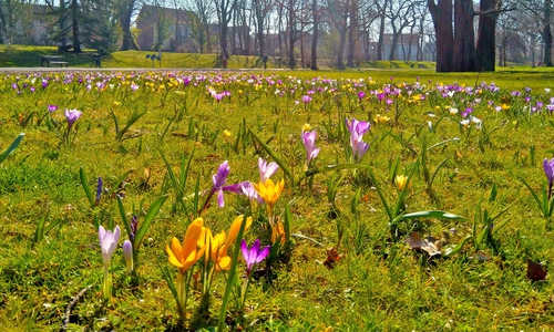 Buntes Krokusband in den Wallanlagen hinter der JVA.
