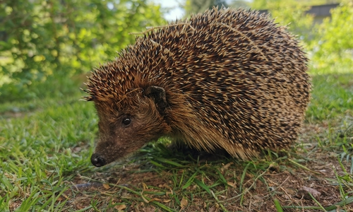 Die Igel sind erwacht.