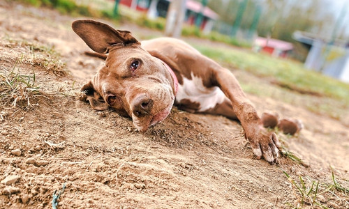 Im Tierheim Salzgitter werden vorerst keine Tiere mehr aufgenommen.