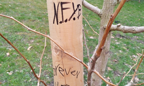 Die Stadt beklagt einen Fall von Vandalismus an jungen Bäumen.