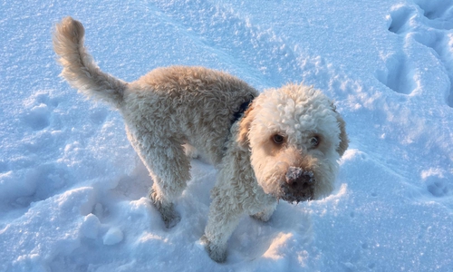 Wo ist "Easy"? Seit knapp drei Wochen ist der Lagotto Romagnolo-Rüde wie vom Erdboden verschluckt.
