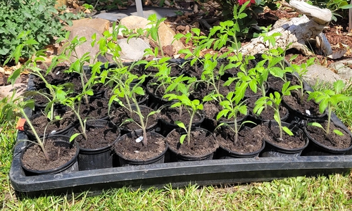 Die Sorte "Schwarzer König" stammt nachweislich aus der Ukraine.