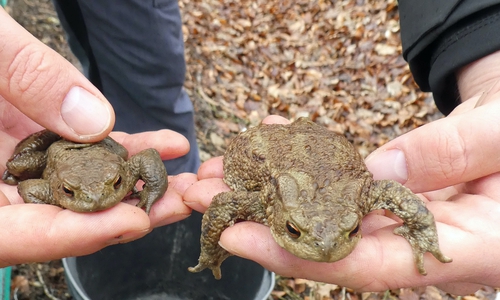 Achtung. Die Amphien sind wieder unterwegs.