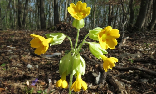 Auch die Echte Schlüsselblume kommt im Gebiet vor.