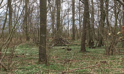 In etwa in diesem Bereich des Timmerlaher Buschs könnte der Waldkindergarten entstehen.
