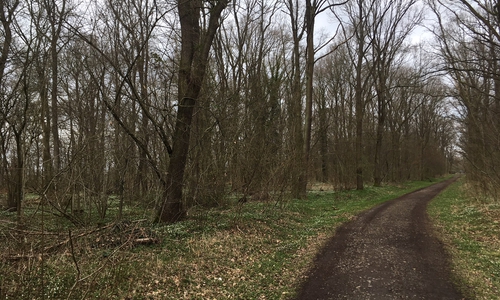 Im Timmerlaher Busch soll der Waldkindergarten entstehen. Archivbild