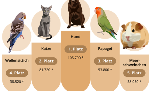 Die Tiere mit den meisten Suchanfragen. 