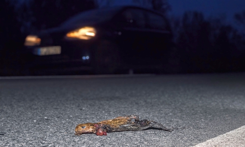 Die Naturschutzverbände fordern die Behörden auf, aktiver gegen das Amphibiensterben vorzugehen. 