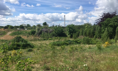 Zwischen Freyastraße und Wodanstraße soll es grün bleiben.