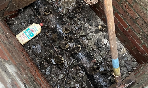 Zehn kleine Entlein waren in einen Schacht gefallen.