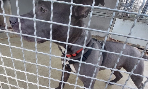 Wer hat diesen Pit Bull gestohlen? Die Polizei hofft auf Zeugen.