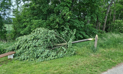Diese Baum wurde von Unbekannten gefällt.