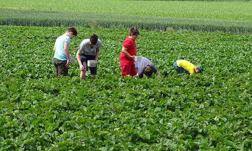 Die Kinder pflückten eifrig die roten Früchte
