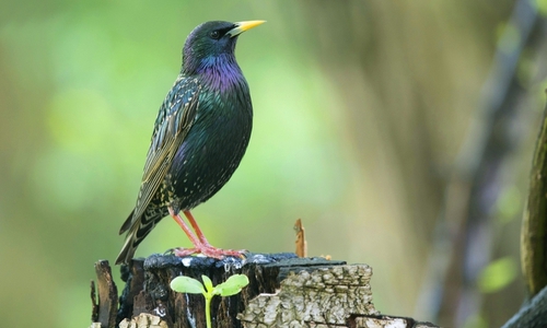 Blickt in eine ungewisse Zukunft: Der Star, ehemals ein „Allerweltsvogel“, ist in seinem Bestand in Niedersachsen und Bremen zwischen 1996 und 2020 um 68 % zurückgegangen und wird daher in der neuen Roten Liste als „gefährdet“ eingestuft.