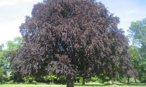 Diese Rotbuche wurde von der Stadtverwaltung gerettet.