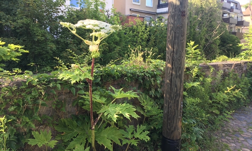 Am Sonntag stand der Riesen-Bärenklau noch am Neuen Weg. Inzwischen dürfte er schon entfernt worden sein oder seine Beseitigung unmittelbar bevorstehen.