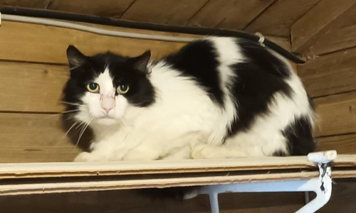 Dieser Kater wurde eingefangen und ist nun in der Obhut des Tierschutzvereins Lehre e.V.