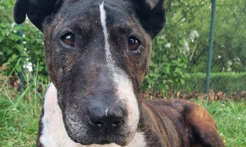 Murmel sucht ein neues Zuhause für ihren Lebensabend.