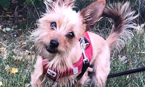 Sissy sucht ein neues Zuhause