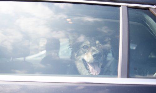 Jedes Jahr sterben Hunde qualvoll in heißen Autos.