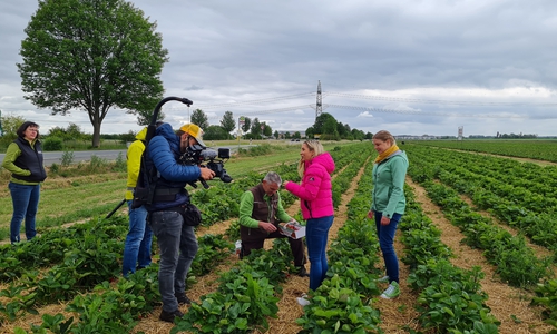 Die Reporterin beim Erdbeeren pflücken. Später gab es noch Erdbeerkuchen. 