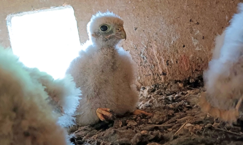 Auch in diesem Jahr gibt es Nachwuchs.