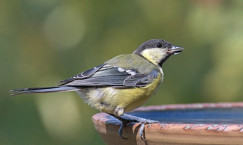 Auch Vögel und Insekten brauchen ausreichend Flüssigkeit bei warmen Temperaturen. 