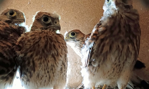 Was aussieht wie ein Bild einer Indierockband sind die vier Jungfalken, die in ihrem Nest vor dem Fotografen posieren. Das bild stammt von Mitte Mai.