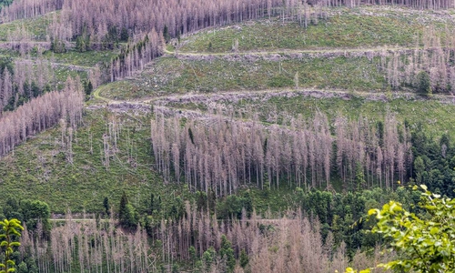 Durch Borkenkäferbefall oder Dürre abgestorbene Fichtenwälder und Freiflächen im Harz.