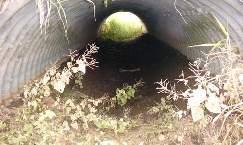 Die Alte Ilse zwischen Bornum und Dorstadt ist trockengefallen, das Foto wurde unterhalb der Straßenbrücke der K 27 aufgenommen. 