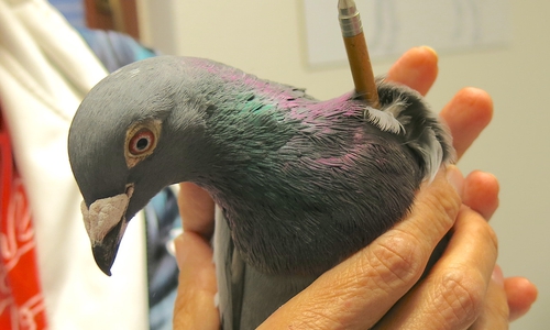 Die Taube wurde von einer Tierärztin behandelt.