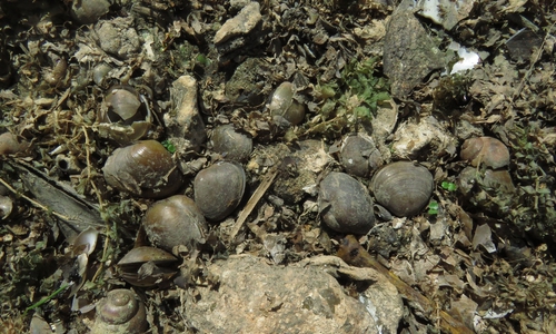Opfer der aktuellen Extremsituation, aber auch menschlicher Eingriffe in die Gewässer: Tote Fluss-Kugelmuscheln am Grund der trockengefallenen Aller bei Grafhorst im Landkreis Helmstedt.